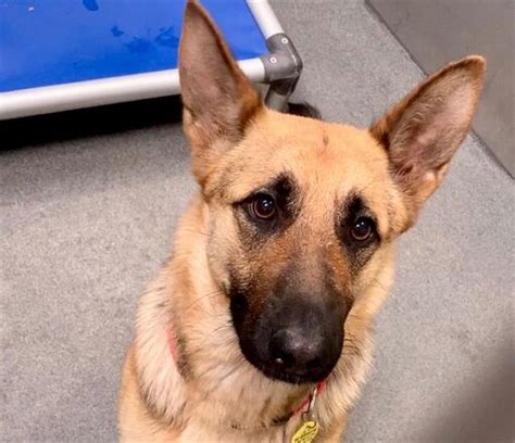 Dallas Tx German Shepherd Dog Meet Indica A Pet For Adoption