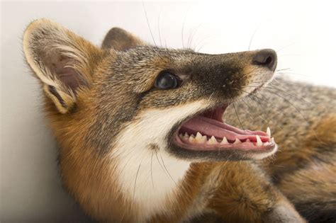 A Female Gray Fox Urocyon Cinereoargenteus Fox Wild Dogs Foxes