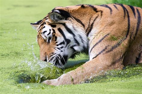 101 Nomes De Tigres Para Gatos Listrados The Bay