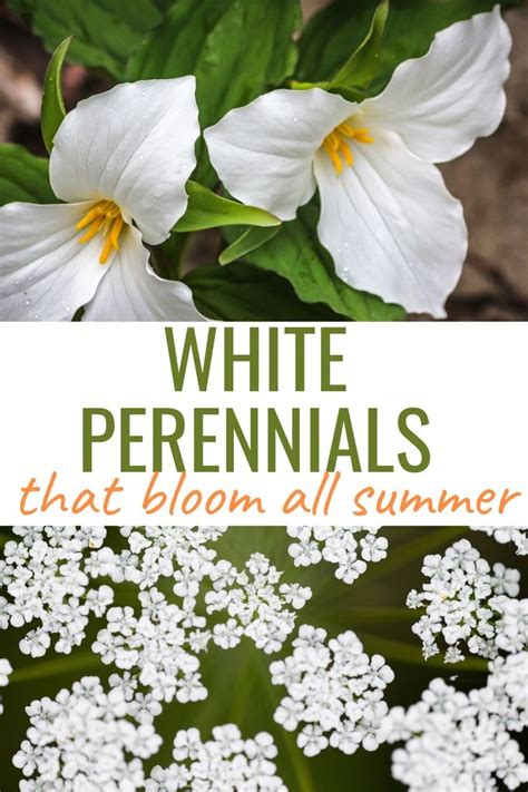 27 Stunning Perennials That Bloom All Summer White Perennial Flowers