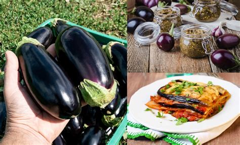 Incredible Ways To Cook Eggplant