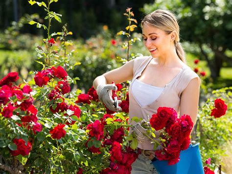 Die Besten Tipps Für Die Rosenpflege
