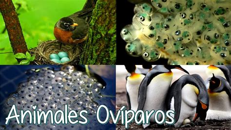 Animales Oviparos Ejemplos