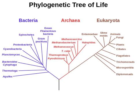 Last Universal Common Ancestor Wikipedia Phylogenetic Tree Tree Of
