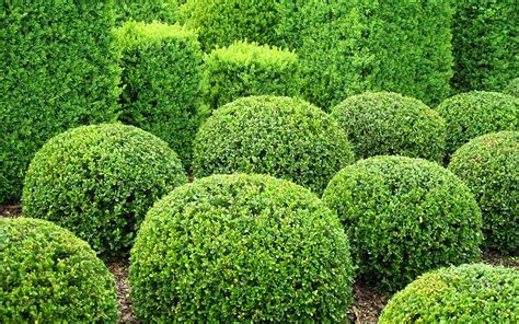 How To Pick The Right Shrub For Your Yard North Eastern Tree Shrub