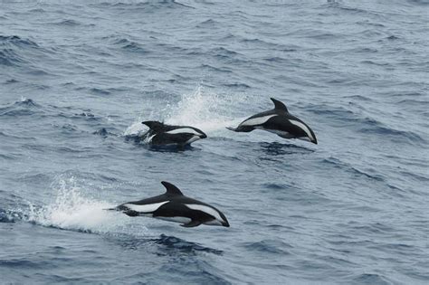 Hourglass Dolphin Facts