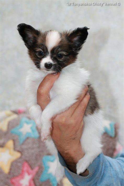 Papillon Papillon Puppies For Sale Dogs For Sale Price