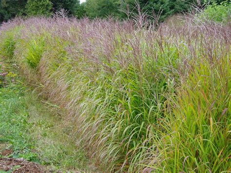 Lovegrass Farm Cool Season Vs Warm Season Ornamental Grasses