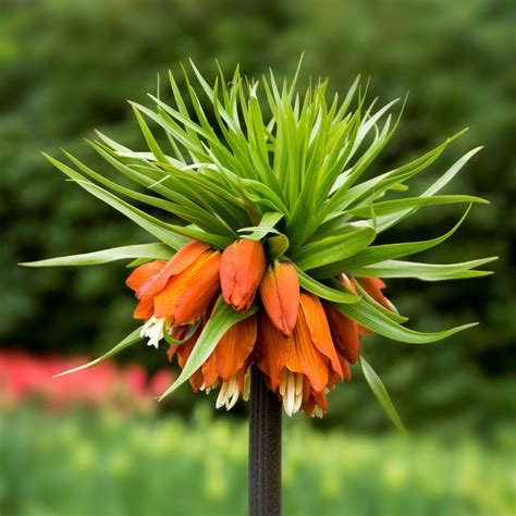 Fritillaria Crown Imperial Red Easy To Grow Bulbs Tall Flowers Fall