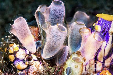Rhopalaea Sea Squirts Photograph By Georgette Douwmascience Photo