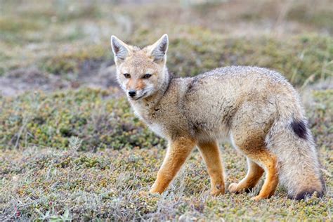 Photo South American Grey Fox Lycalopex Griseus