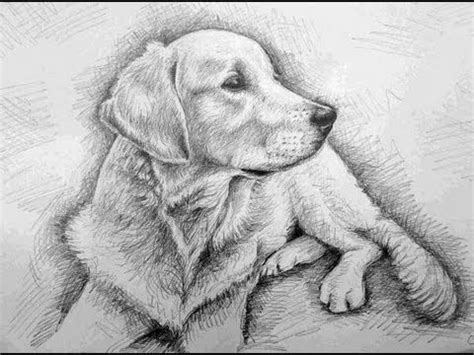 Those are the dogs we will draw today in a 10 simple steps. How to Draw a Dog! (Golden Retriever) - YouTube