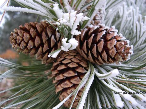 Frost On Pine Cones Winter Cabin Winter Forest Christmas Tale White