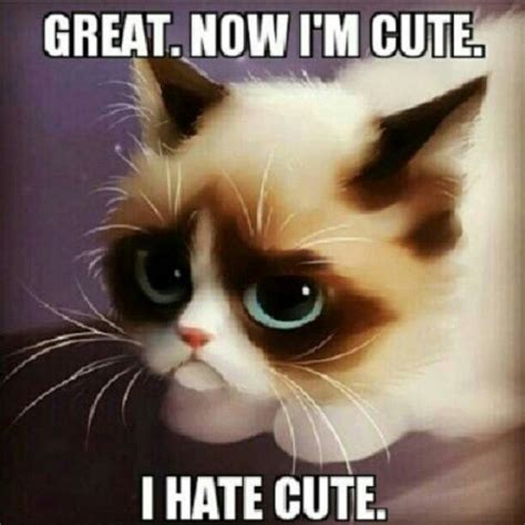 Awegrrr Grumpycat Grumpy Cat Quotes Grumpy Cat Humor Cat Memes