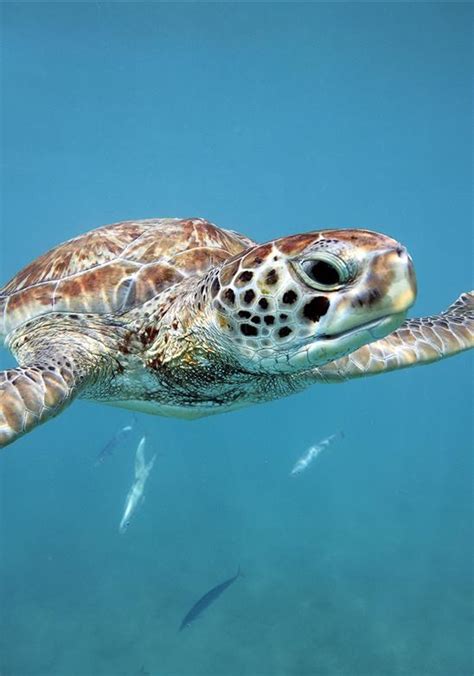 Hawksbill Turtle Facts 10 Tremendous Turtle Facts Noaa Fisheries