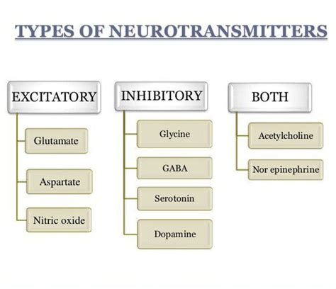 Types Of Neurotransmitters Medizzy