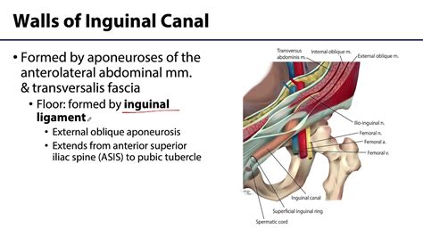 Abdominal Wall Peritoneum And Intestines Lo Inguinal Canal Youtube