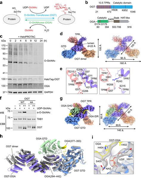 Cryo Em Structures Of Human Ogt And Ogtoga Complex A The Dynamic