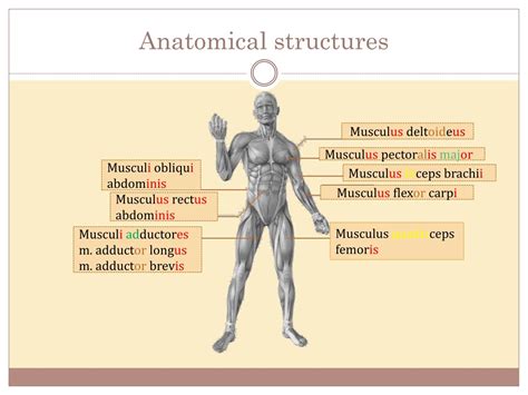 Ppt Basic Medical Terminology Powerpoint Presentation Free Download