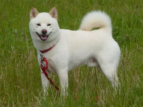 Buy shiba inu on 22 exchanges with 23 markets and $ 5.65b daily trade shiba inu price index provides the latest shib price in us dollars , btc and eth using an average from the world's leading crypto exchanges. Tiedosto:Siro-shiba.JPG - Wikipedia