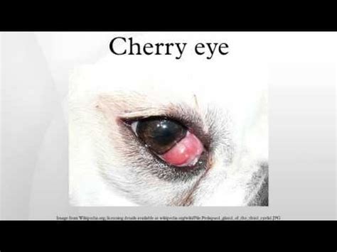 They have a gene that makes solid black appear dark brown by taking the hair and turning down the pigment. Cherry eye - YouTube