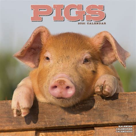 Pigs Calendar Animal Calendars Pet Prints Inc