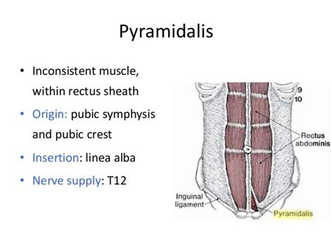 Anterior Abdominal Wall