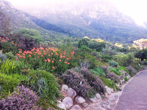 Filekirstenbosch Botanical Garden Fynbos Cape Town