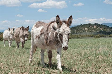 Wild Burro Stock Photos Pictures And Royalty Free Images Istock