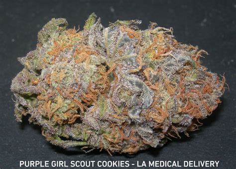 Check spelling or type a new query. monster cookies strain - Google Search | Plant bud, Purple ...