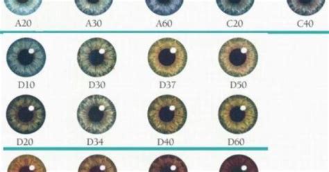 Eye Color Chart Percentage