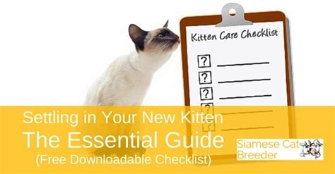 New Kitten Checklist Essential Guide To Settling In A New Kitten