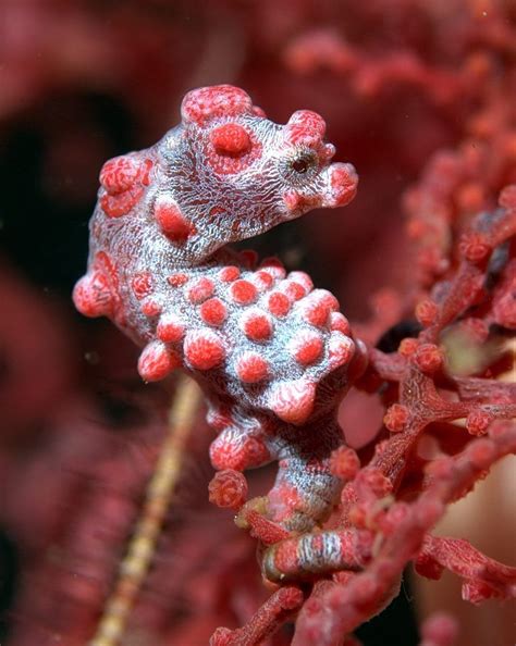 Pygmy Seahorse Nature Pinterest