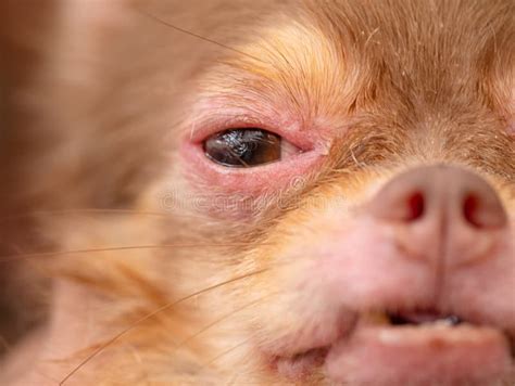 Cane Della Chihuahua Con La Demodicosi Pelle Del Cane Di Allergia Immagine Stock Immagine Di