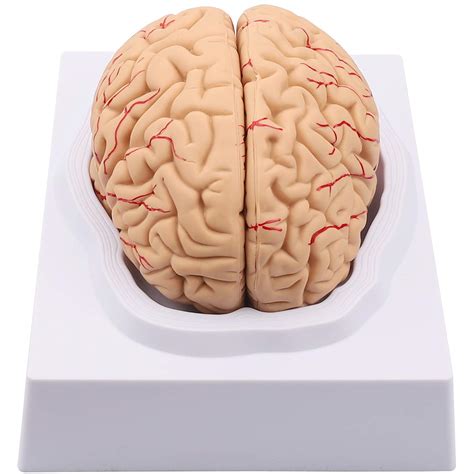 Human Brain Model Anatomical Brain Model Life Size 8 Parts Anatomy