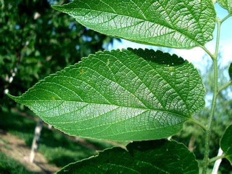 6 Hackberry Tree Leaf Pictures In Biological Science Picture Directory