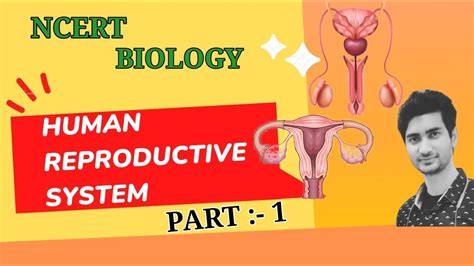 Human Reproductive System Part 1 Spermatogenesis Oogenesis Youtube