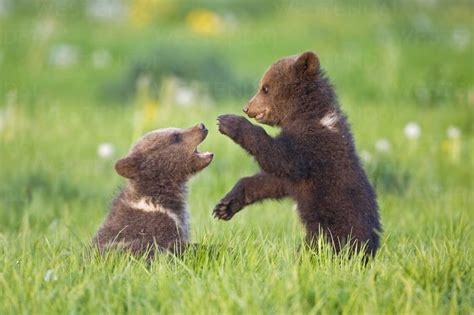 European Brown Bear Cubs Playing Ursus Arctos Close Up Fof00291
