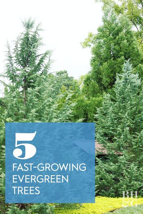 The Five Fast Growing Evergreen Trees