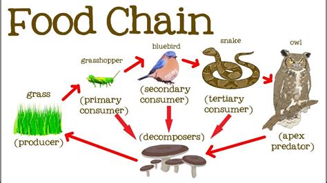 Food Chain Diagram Quizlet