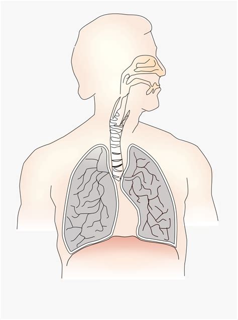 Blank Ipicture Of Basic Anatomy Of Breathing Garetkind