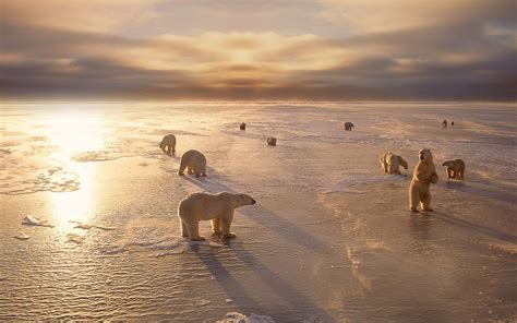 Polar Bears Cold Winter Snow Sunset Wallpaper Animals Wallpaper