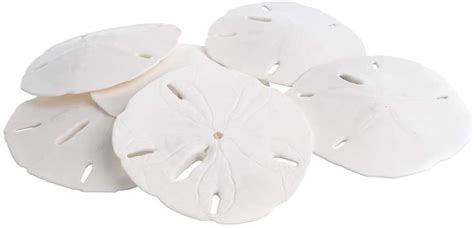 Sand Dollar Set Of 6 Real Sand Dollars 3 To 3 12 Sand Dollar Shells