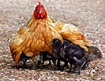 Mother Hen gathering her chicks - Copyright Martha van der Westhuizen ...