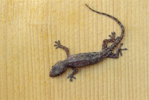 A Guide To Caring For Common House Geckos As Pets