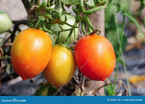 Plum Tomatoes On Plant Stock Image Image Of Seasonal 23581145