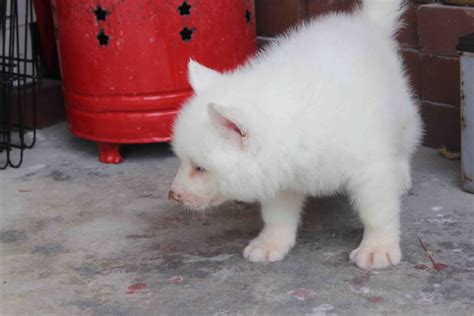Lovelypuppy Full White Siberian Husky Puppy