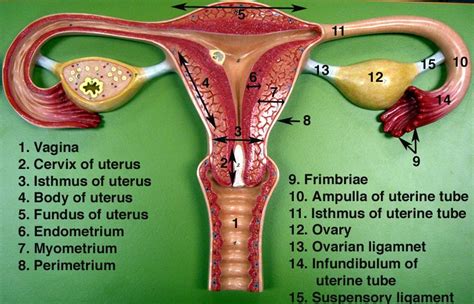 Female Reproductive System Labeled Health Pictures Female