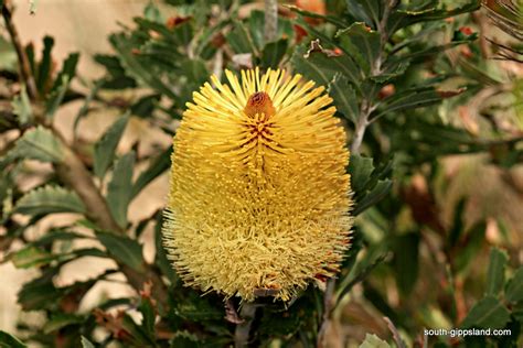 australian native flowering plants 15 south gippsland victoria australia