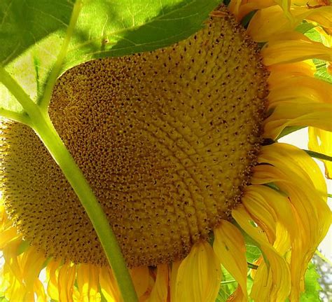 Flower Of The Sun By Peter Mooyman Flowers Sunflower Sun